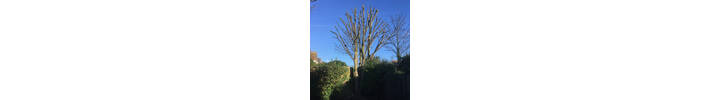 Sycamore Pollard in Queens Park West London.jpg