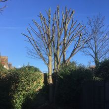 Sycamore Pollard in Queens Park West London.jpg Sycamore Pollard in Queens Park West London.jpg
