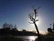 Poplar pollard in brentford W London.jpg