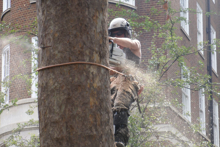London Plane (Platanus x hispanica)Fell to ground level by sectional takedown in Paddington, West London W2.jpg