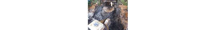 Stump removal in Hammersmith West London W6.jpg