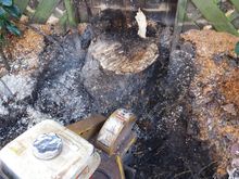 Stump removal in Hammersmith West London W6.jpg