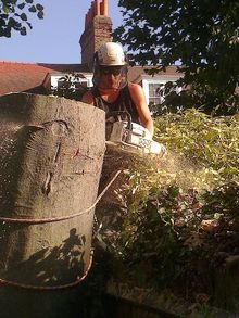 Beech Tree Fell to ground level by sectional takedown Fulham, South West London SW6.jpg
