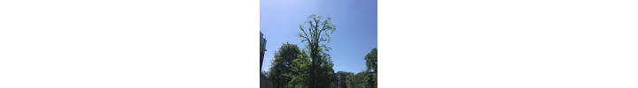 Lime Tree reduction at Addisson House, St Johns Wood North West London, NW8.jpg