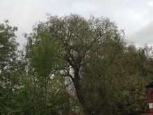 Willow Tree Crown reduction in North West London.jpg