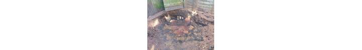 Stump Removal in Notting Hill  West London.jpg