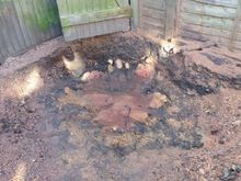 Stump Removal in Notting Hill  West London.jpg