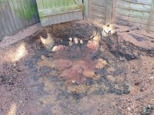 Stump Removal in Notting Hill West London.jpg Stump Removal in Notting Hill West London.jpg