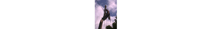 Beech Fell to ground level by sectional takedown Richmond, South West London SW15 .jpg