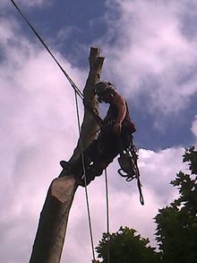 Beech Fell to ground level by sectional takedown Richmond, South West London SW15 .jpg