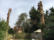 Cypress and Swamp Cypress fell in Wembley.jpg