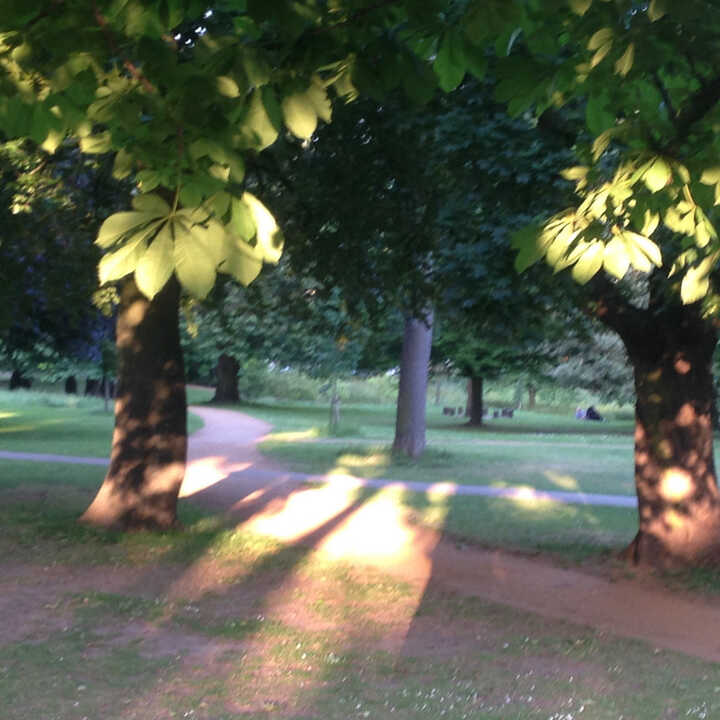 Tree Services in Maida Vale and Warwick Avenue
