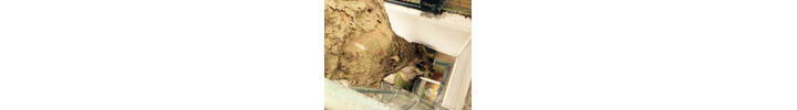 Plane Tree fell in Chelsea, West London SW3.jpg
