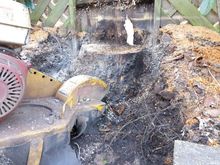 Stump Removal in Putney West London.jpg