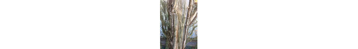 Tree Report inspecting lighting damage in Kew Green, Richmond TW9, South West London.jpg