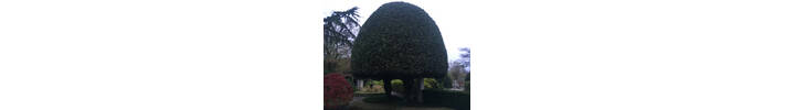 Hedge trimming of large Bay tree in Chiswick West London W4.jpg