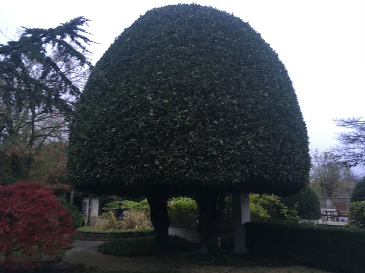 Hedge trimming of large Bay tree in Chiswick West London W4.jpg
