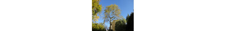 London Plane reduction in Paddington West London W2 .jpg