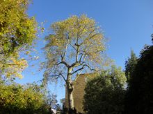 London Plane reduction in Paddington West London W2 .jpg