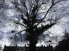 Large Plane tree to remove ivyWest Brompton South West London SW10.jpg