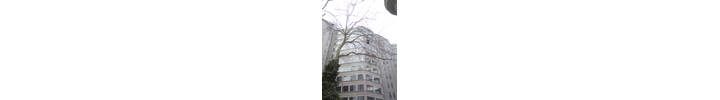 London Plane cut back in Westminster, London.jpg