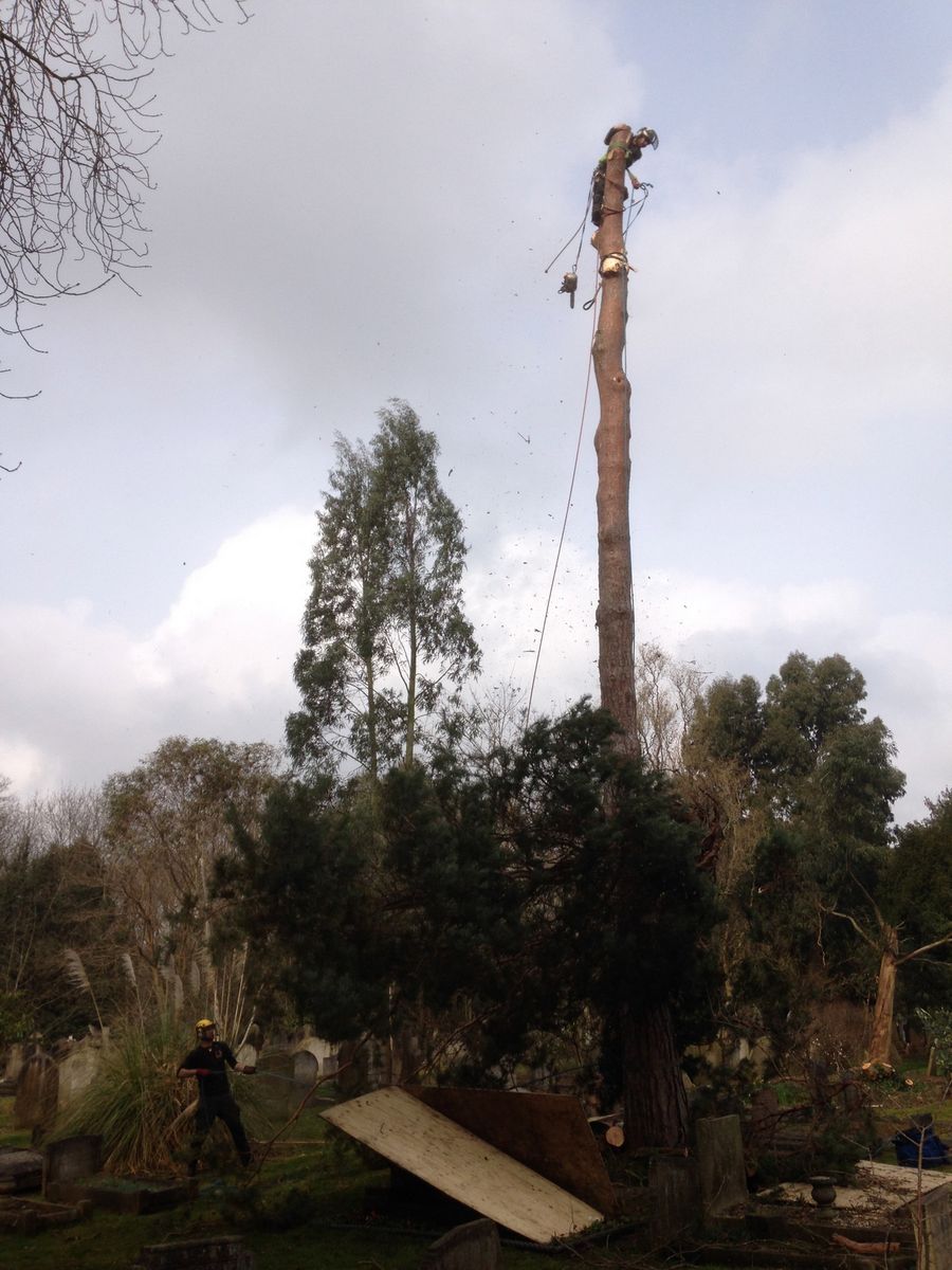 Scots Pine fell in Ladbroke Grove W10.jpg