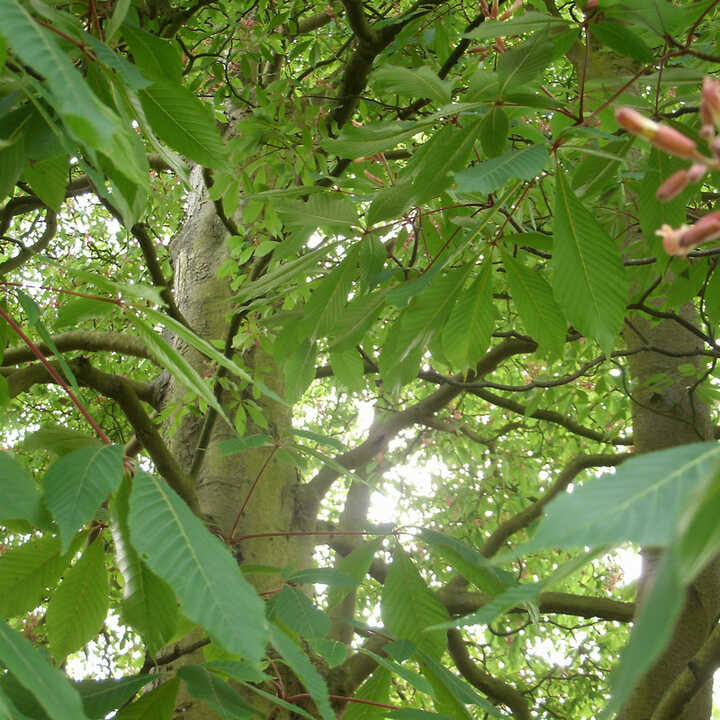 Tree Services in Earl's Court