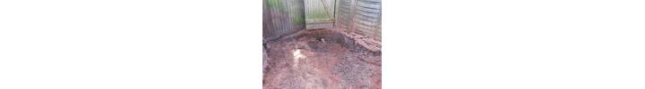 Stump Removal in Chiswick West London.jpg