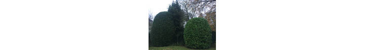 Bay and laurel Trim in Westbourne Park .jpg