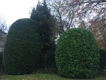 Bay and laurel Trim in Westbourne Park .jpg Bay and laurel Trim in Westbourne Park .jpg