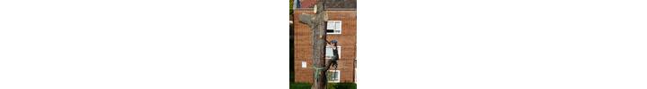 Cedar of Lebanon Fell to ground level by sectional takedown Chiswick, West London W4.jpg