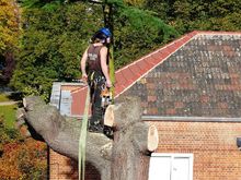 Large Cedar Fell to ground level by sectional takedown in Ealing, West London W13.jpg