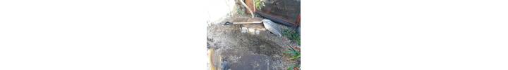 Stump Removal in Paddington West London.jpg