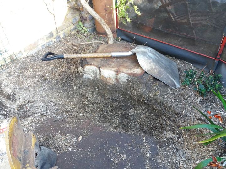 Stump Removal in Paddington West London.jpg