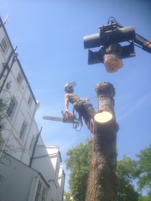 Chestnut Fell in Swiss Cottage NW3.jpg