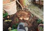 Stump Removal in Holland Park West London.jpg