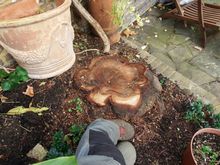 Stump Removal in Holland Park West London.jpg