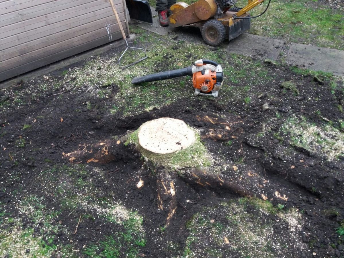 Stump Removal in Eals Court West London.jpg