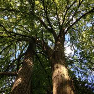 Tree Services in Shepherds Bush