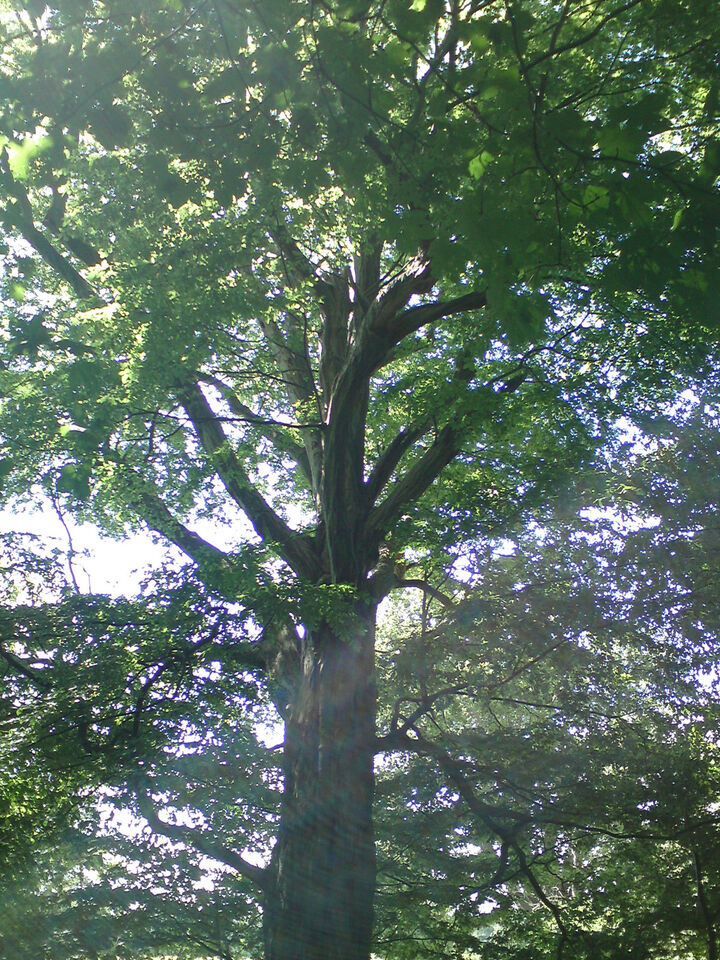 DSC00039.JPG