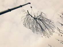 Emergency Tree work Notting Hill North West London .jpg Emergency Tree work Notting Hill North West London .jpg