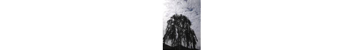 Silver birch(Betula pendula)Crown reduction in Acton West  London W3 .jpg