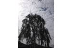 Silver birch(Betula pendula)Crown reduction in Acton West  London W3 .jpg