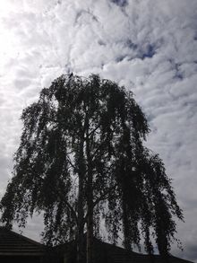 Silver birch(Betula pendula)Crown reduction in Acton West London W3 .jpg
