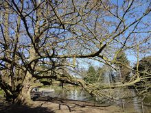 West London tree surgery pruning.JPG West London tree surgery pruning.JPG