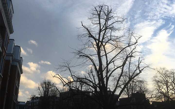 Crown Reduction and Thinning
