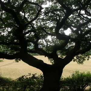 Tree Services in Barnes