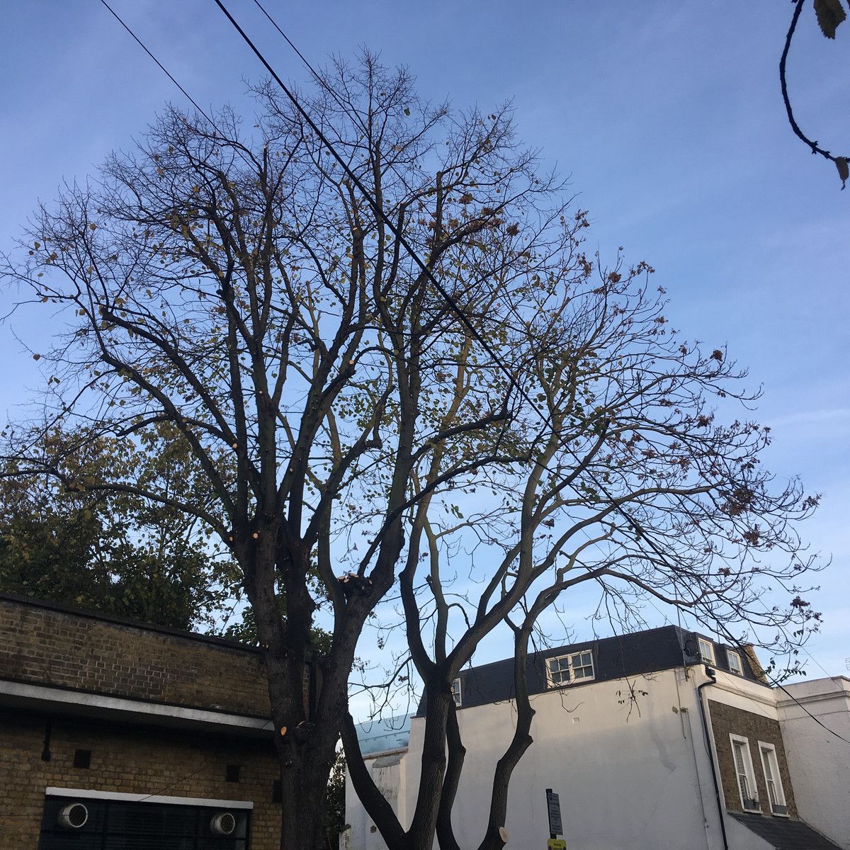 Tree of Heaven and Lime 30%  Crown reduction in Hammersmith, West London W6.jpg