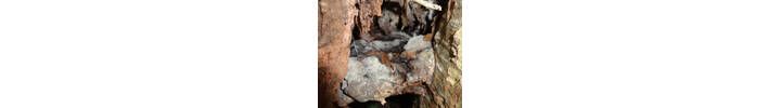 Tree Report Extensive decay in london Plane.JPG