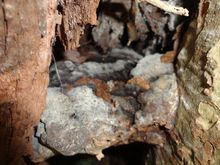 Tree Report Extensive decay in london Plane.JPG